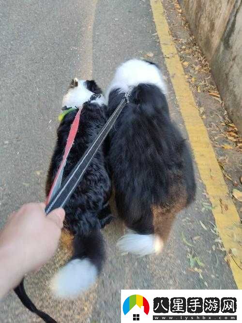 一人一狗卡了六個小時視頻