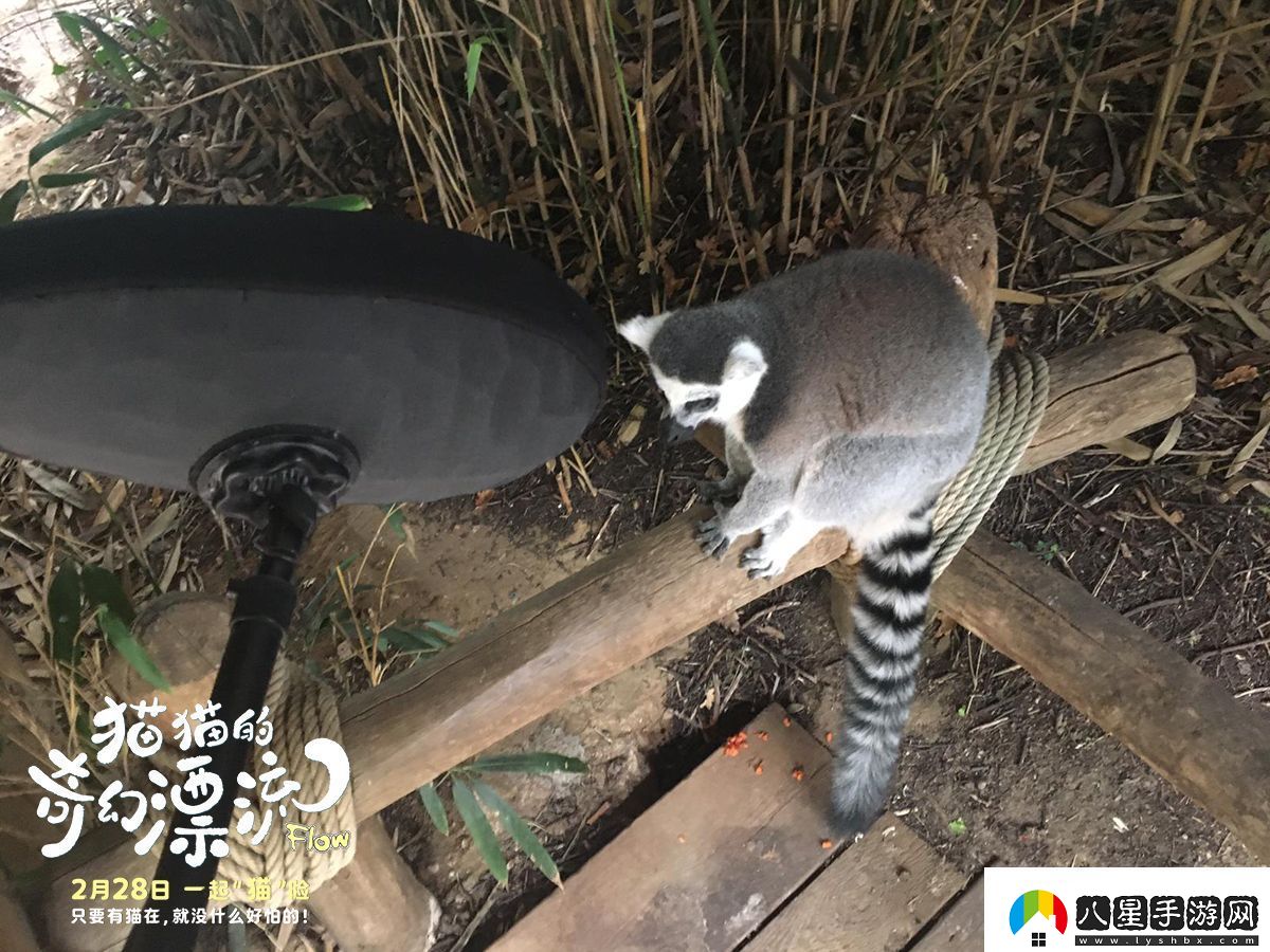 動(dòng)畫電影貓貓的奇幻漂流發(fā)布“再靠近一點(diǎn)點(diǎn)”幕后特輯