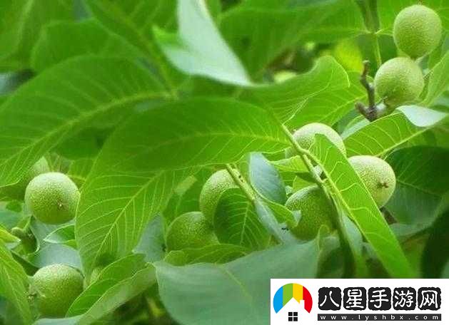 胡桃的營養(yǎng)價(jià)值與功效揭秘