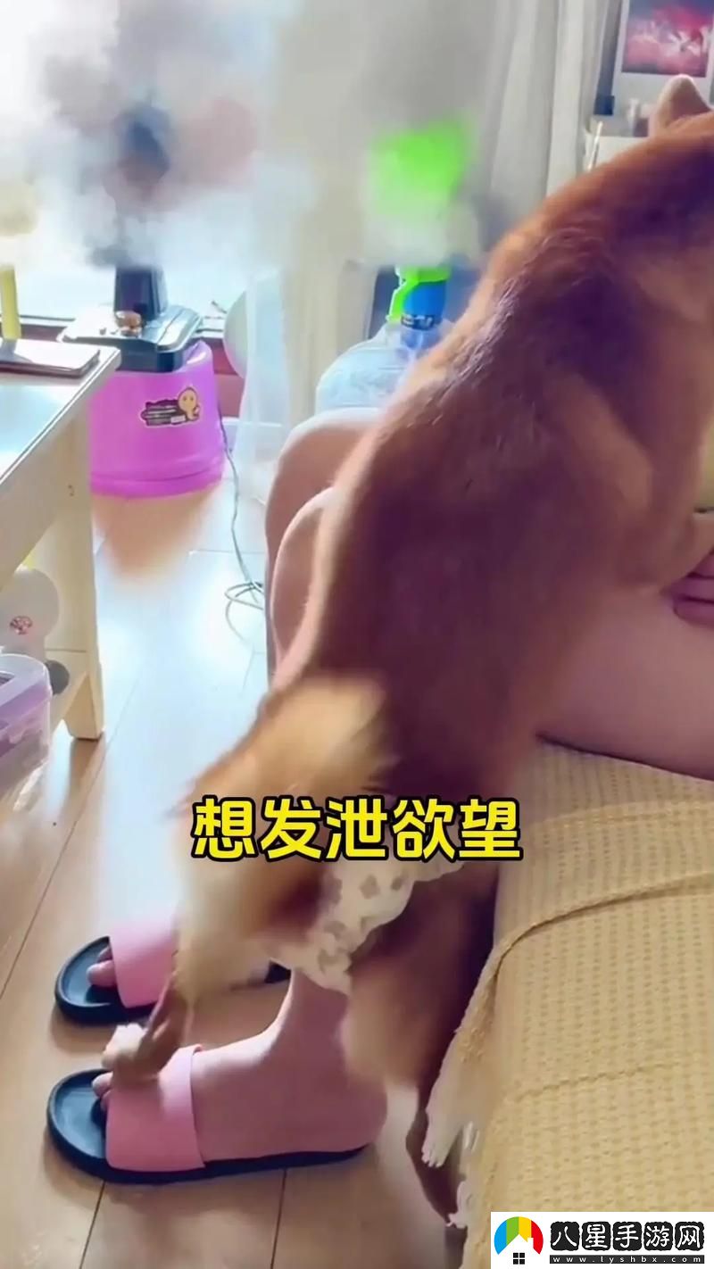 探索“大狗鎖住女人狗的視頻大全”