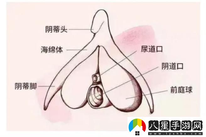 大蔭蒂BBBBBB大蔭蒂揭秘