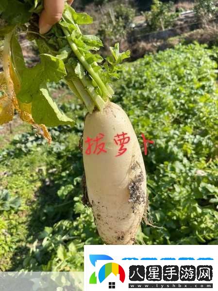 拔蘿卜不蓋被
