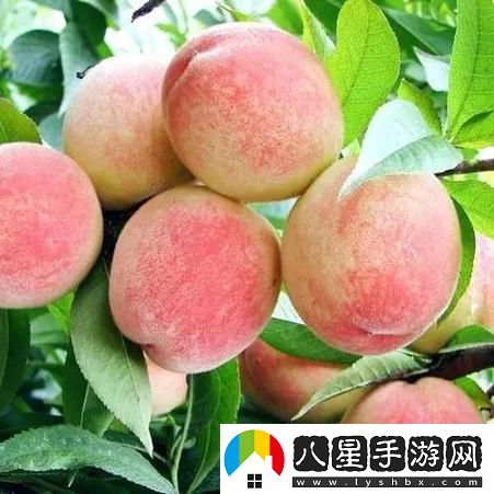 小小水蜜桃