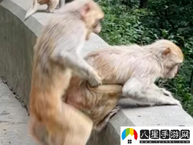 兩個人生猴子全程無被子免費不花錢