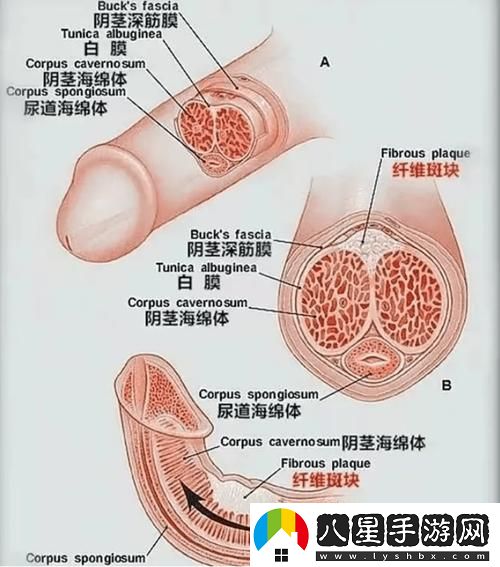 勃起無(wú)刪減版揭秘更新了