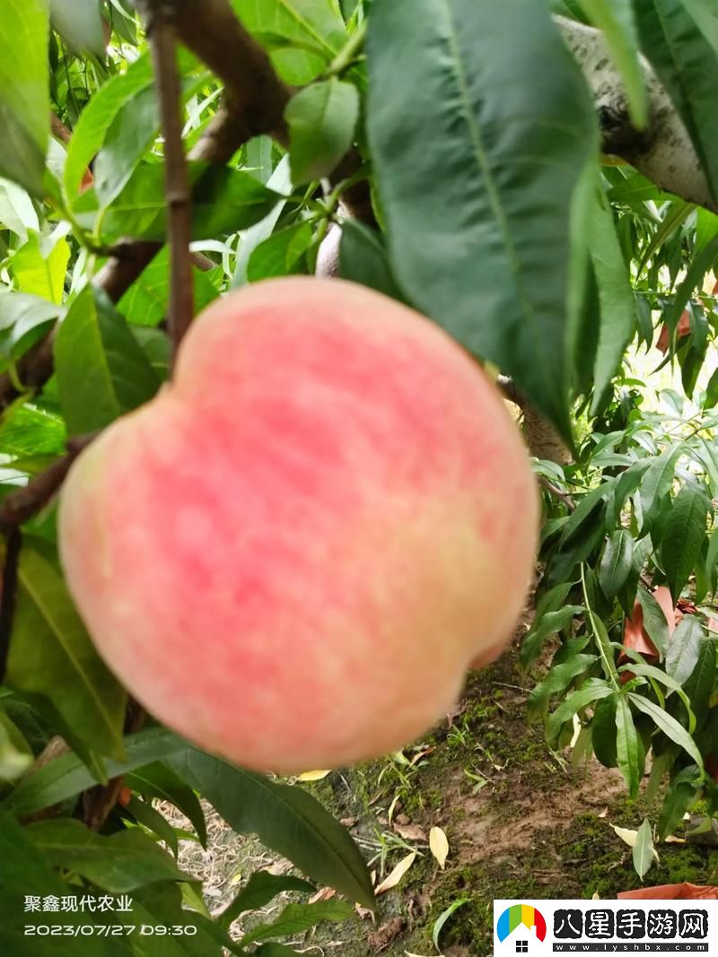 巨無霸水蜜桃4399