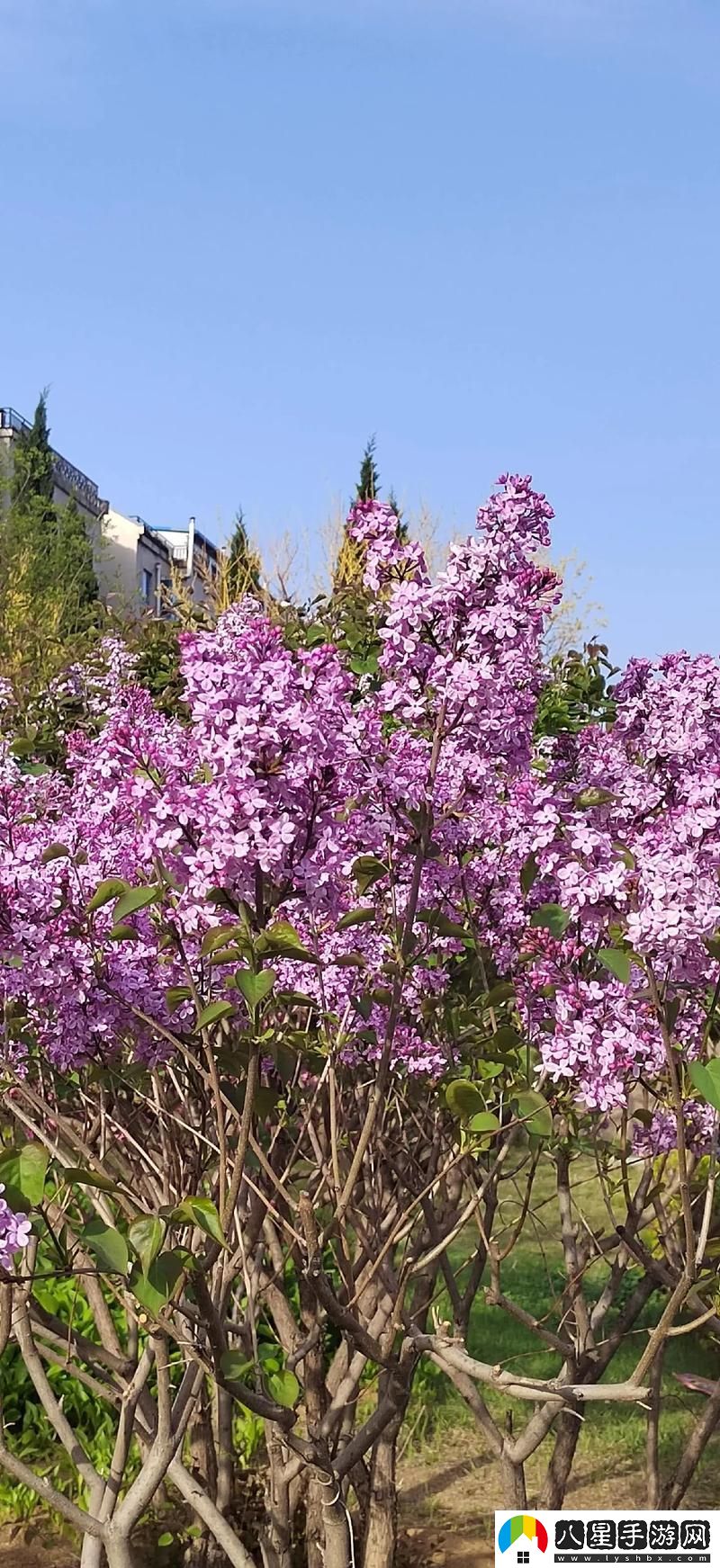 丁香花免費(fèi)高清完整在線觀看