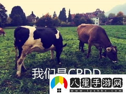 cpdd是什么意思絡(luò)用語(yǔ)